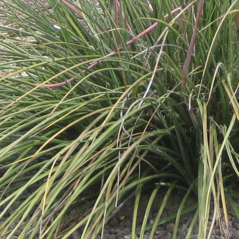 Hesperaloe parviflora Rubra - Yucca rossa (Fogliame)