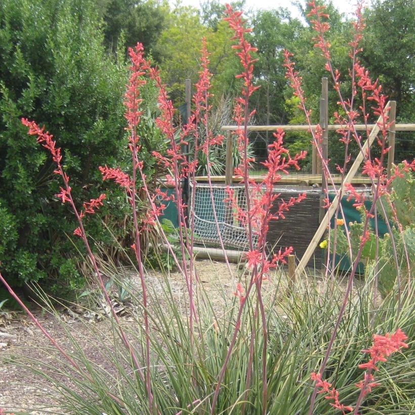 Hesperaloe parviflora Rubra - Yucca rossa (Fioritura)