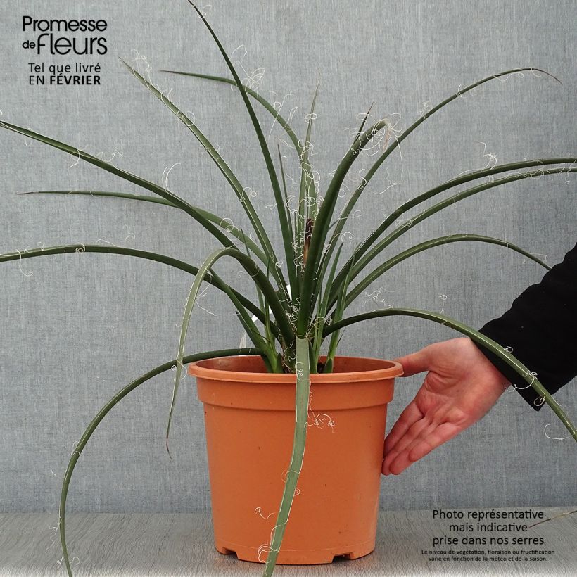 Hesperaloe parviflora - Yucca rouge Pot de 7,5L/10L esemplare consegnato in inverno