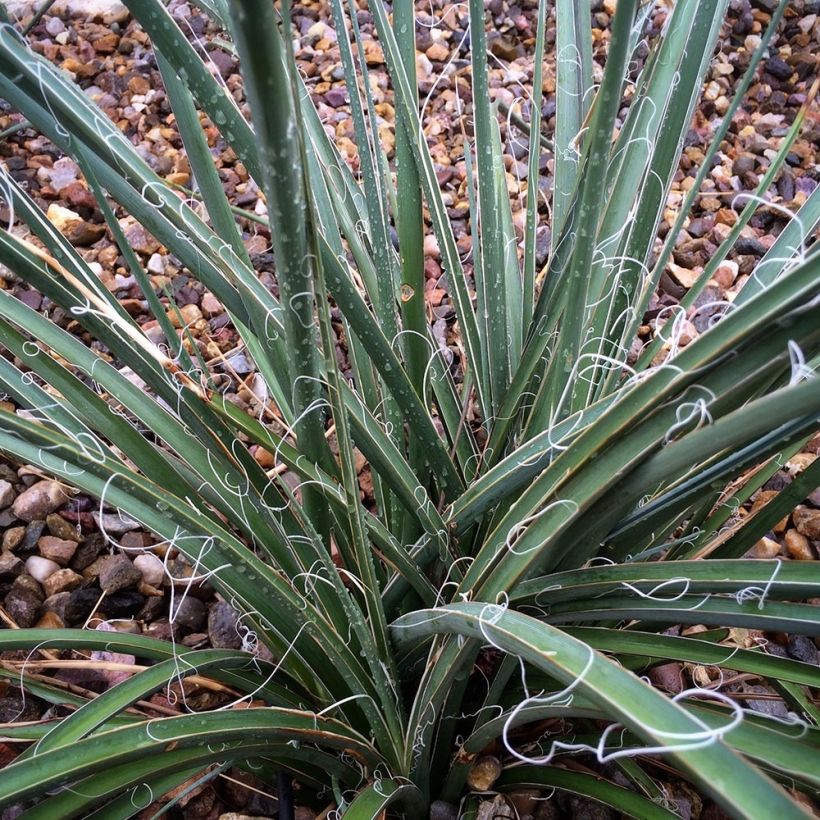 Hesperaloe parviflora Rose des Sables - Yucca rossa (Fogliame)