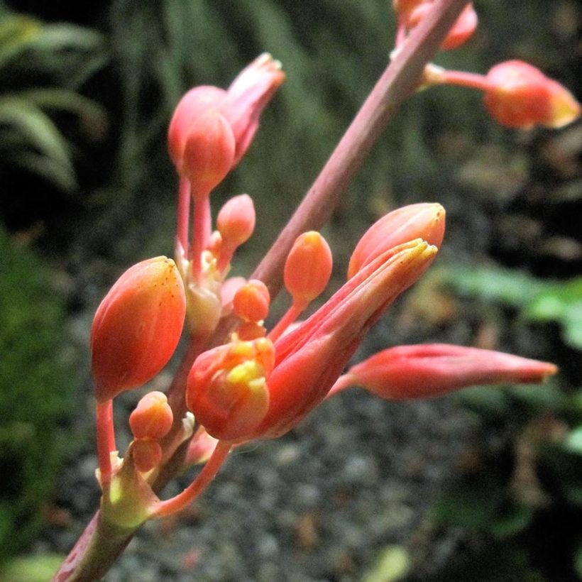 Hesperaloe parviflora Rose des Sables - Yucca rossa (Fioritura)