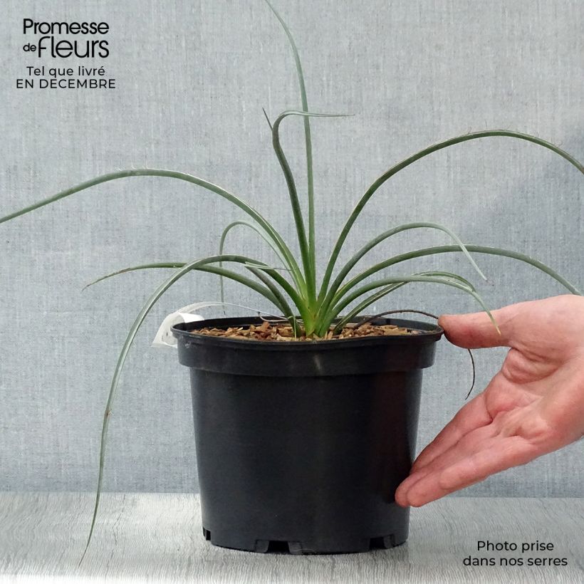 Hesperaloe parvifolia Rose des Sables Pot de 2L/3L esemplare consegnato in inverno