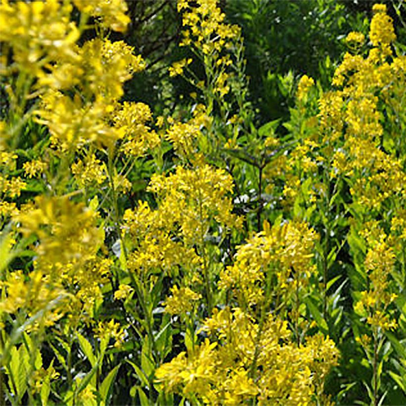 Hesperis lutea (Fioritura)