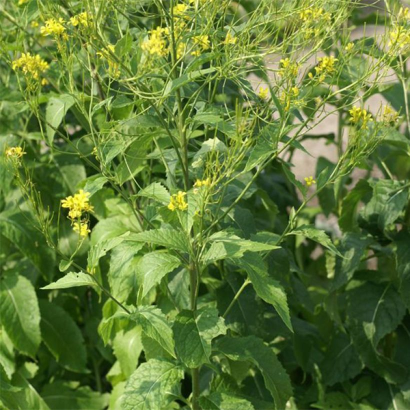 Hesperis lutea (Porto)