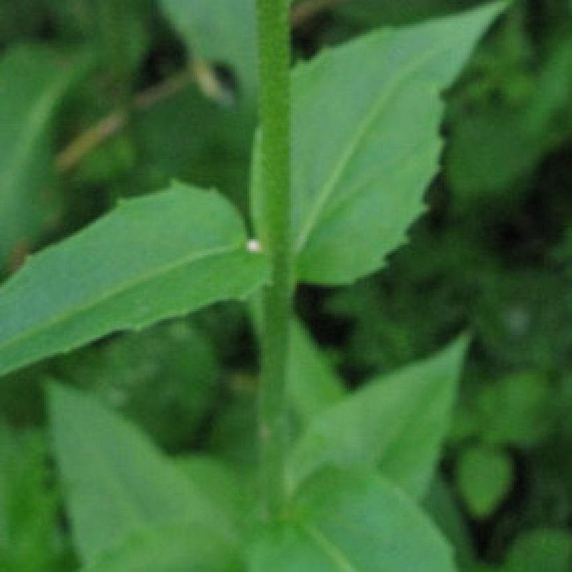 Hesperis matronalis - Violaciocca antoniana (Fogliame)