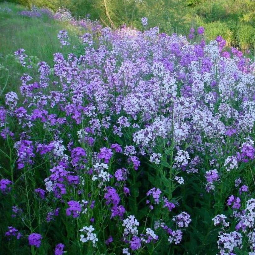 Hesperis matronalis - Violaciocca antoniana (Porto)