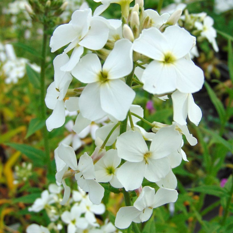 Hesperis matronalis Alba - Violaciocca antoniana bianca (Fioritura)