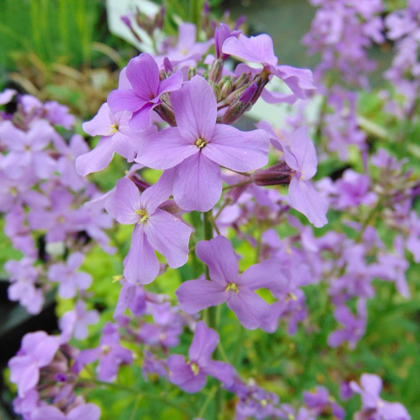 Hesperis matronalis - Violaciocca antoniana (Fioritura)