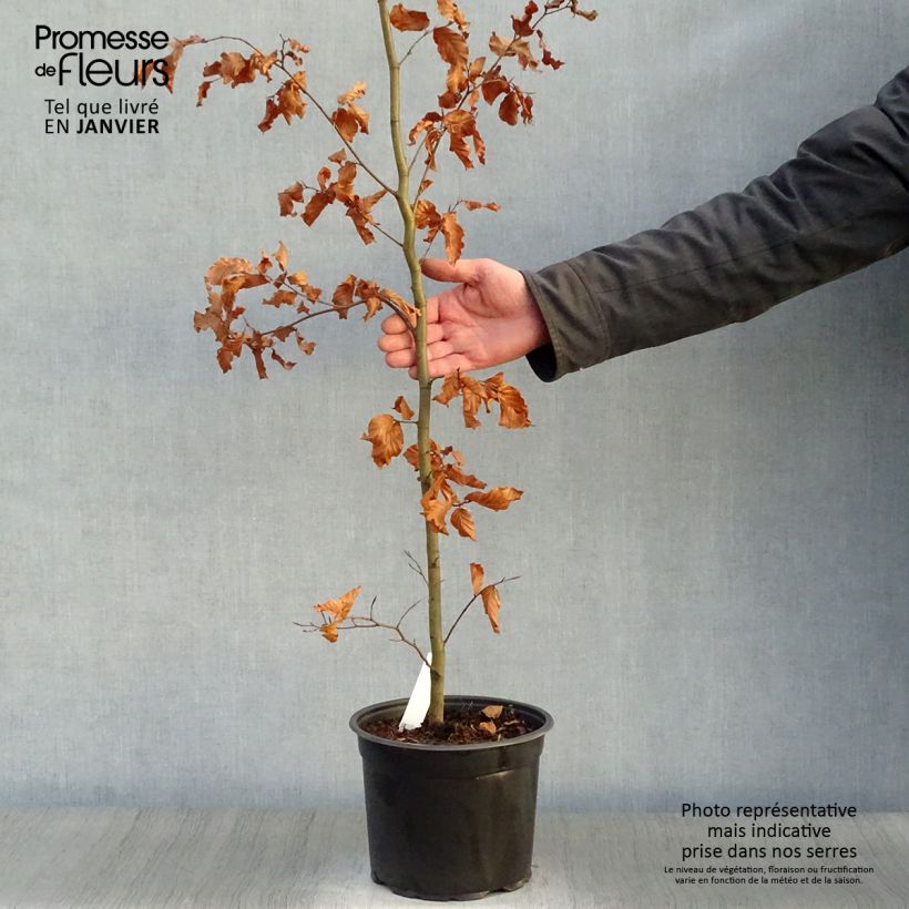 Hêtre commun - Fagus sylvatica en pot de 3L/4L esemplare consegnato in inverno