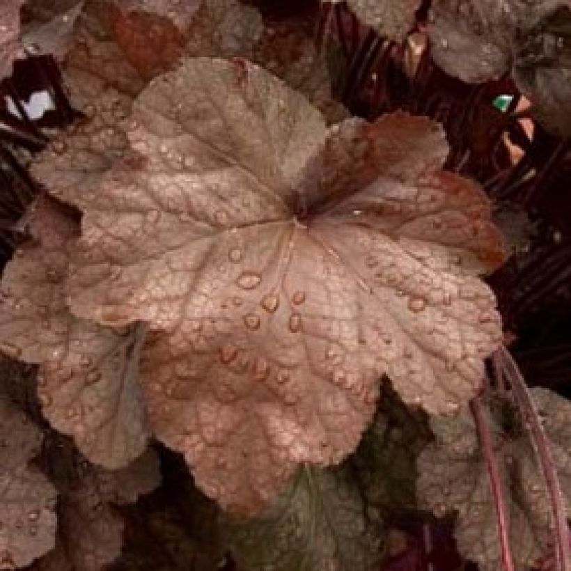 Heuchera Beaujolais (Fogliame)