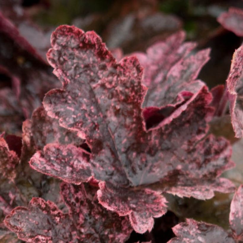 Heucherella Berry Fizz (Fogliame)