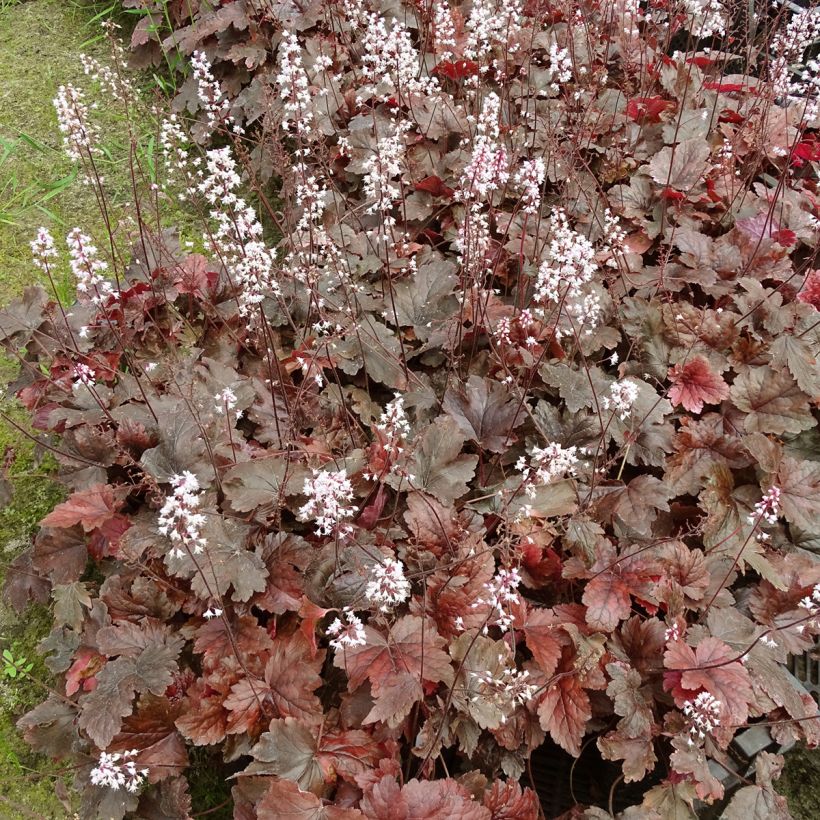 Heucherella Berry Fizz (Porto)