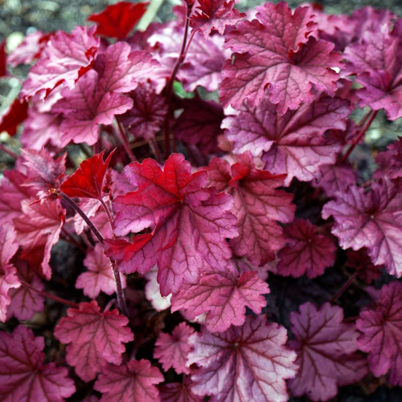 Heuchera Berry Smoothie (Fogliame)