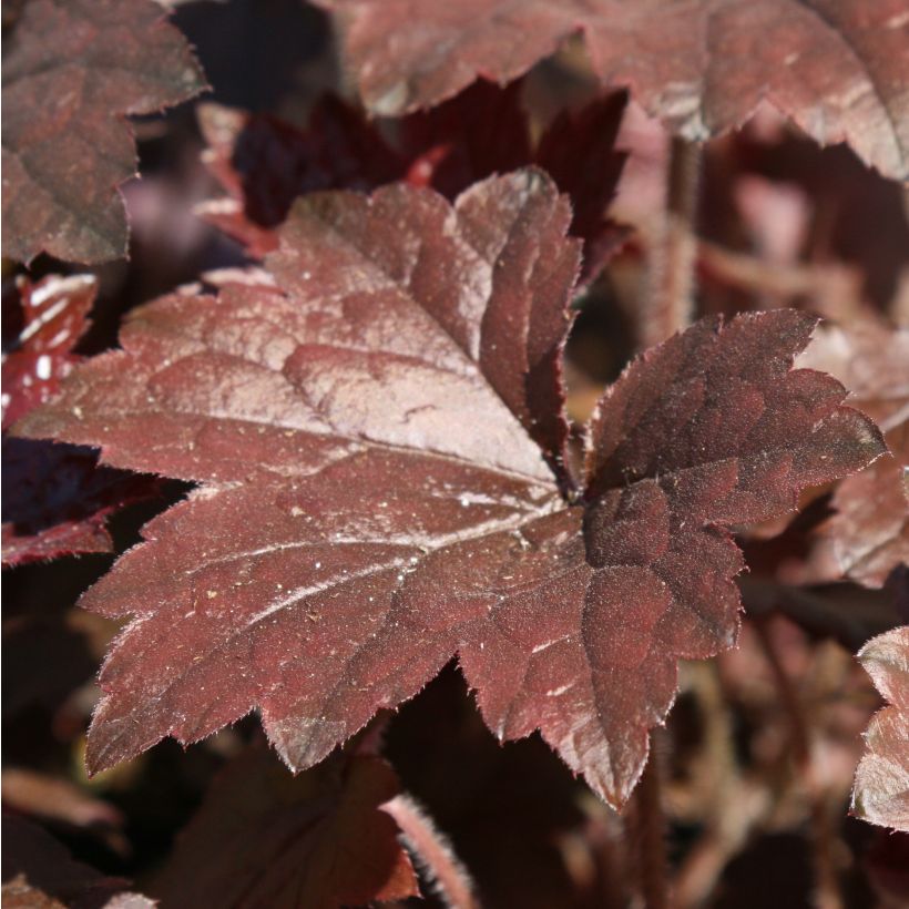 Heuchera Blackout (Fogliame)