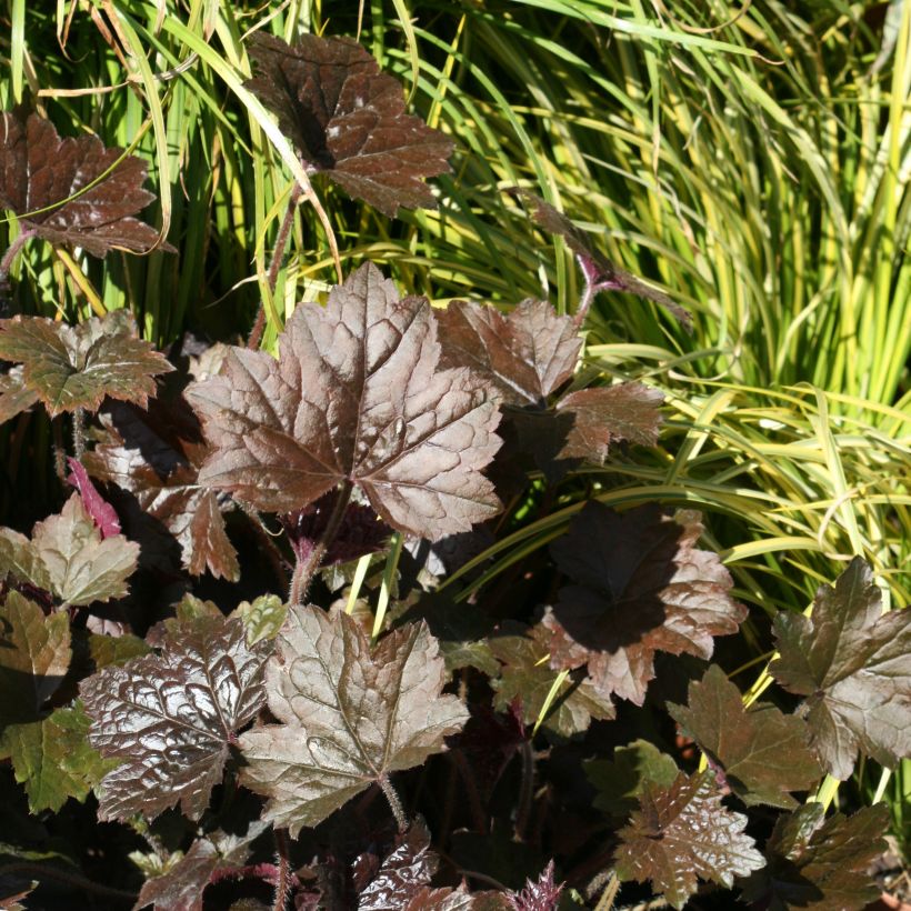 Heuchera Blackout (Porto)