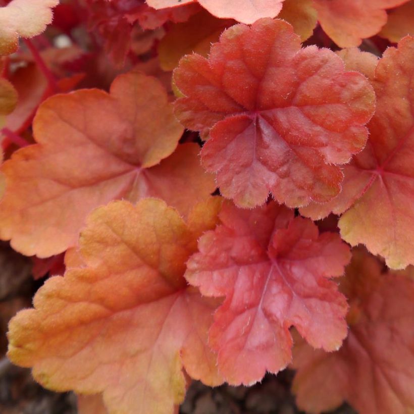 Heuchera Caribbean Sea (Fogliame)