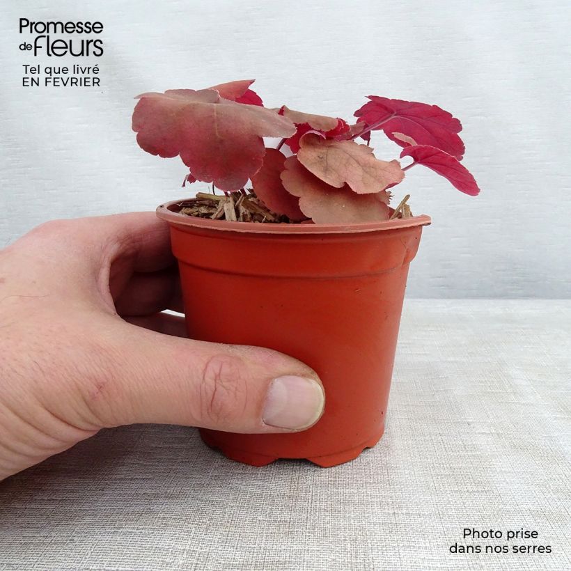 Heuchera Caribbean Sea - Heuchère Godet de 9cm esemplare consegnato in inverno