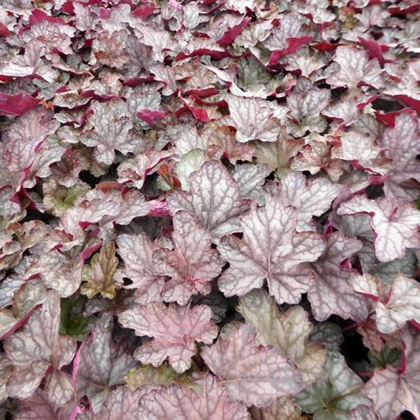 Heuchera Cascade Dawn (Fogliame)