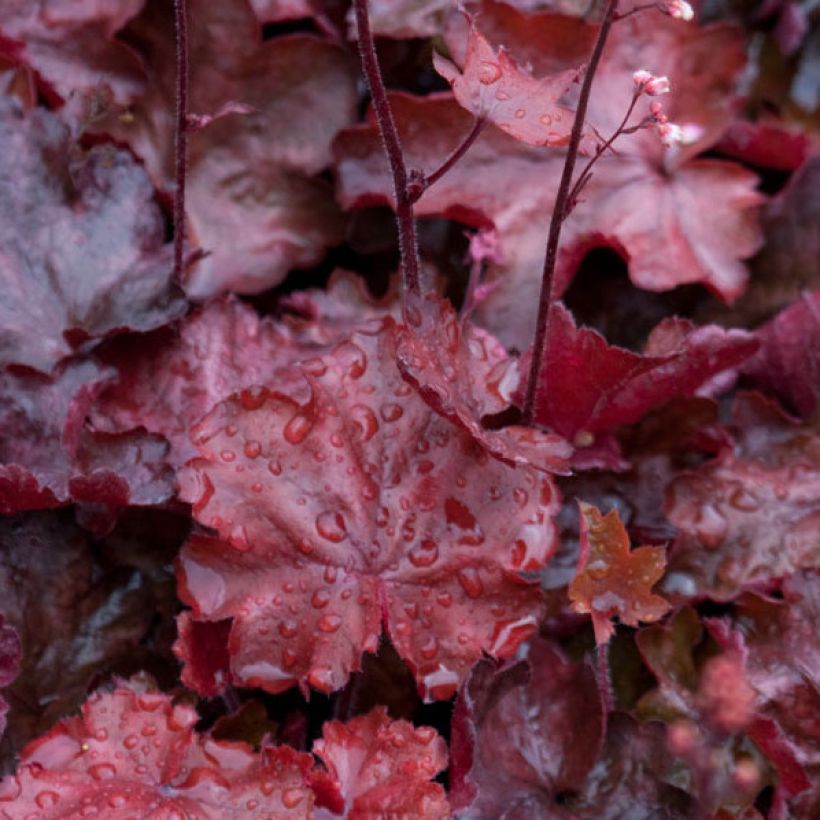 Heuchera Fire Chief (Fogliame)