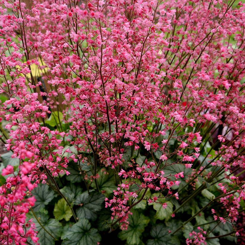 Heuchera Flower Power (Porto)