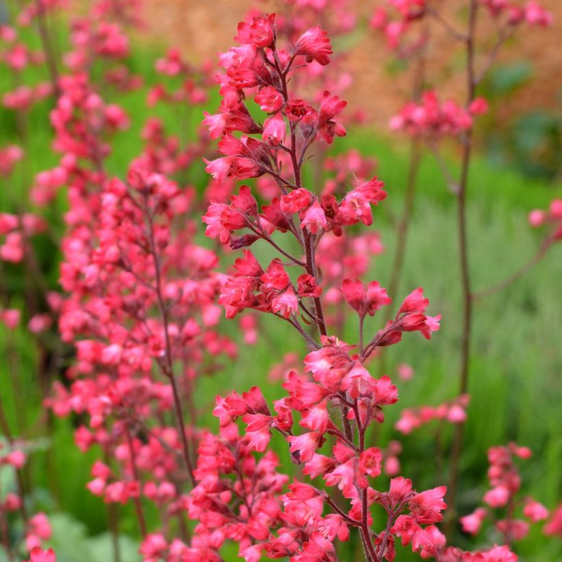 Heuchera Flower Power (Fioritura)