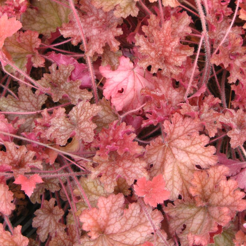 Heuchera Ginger Peach (Fogliame)