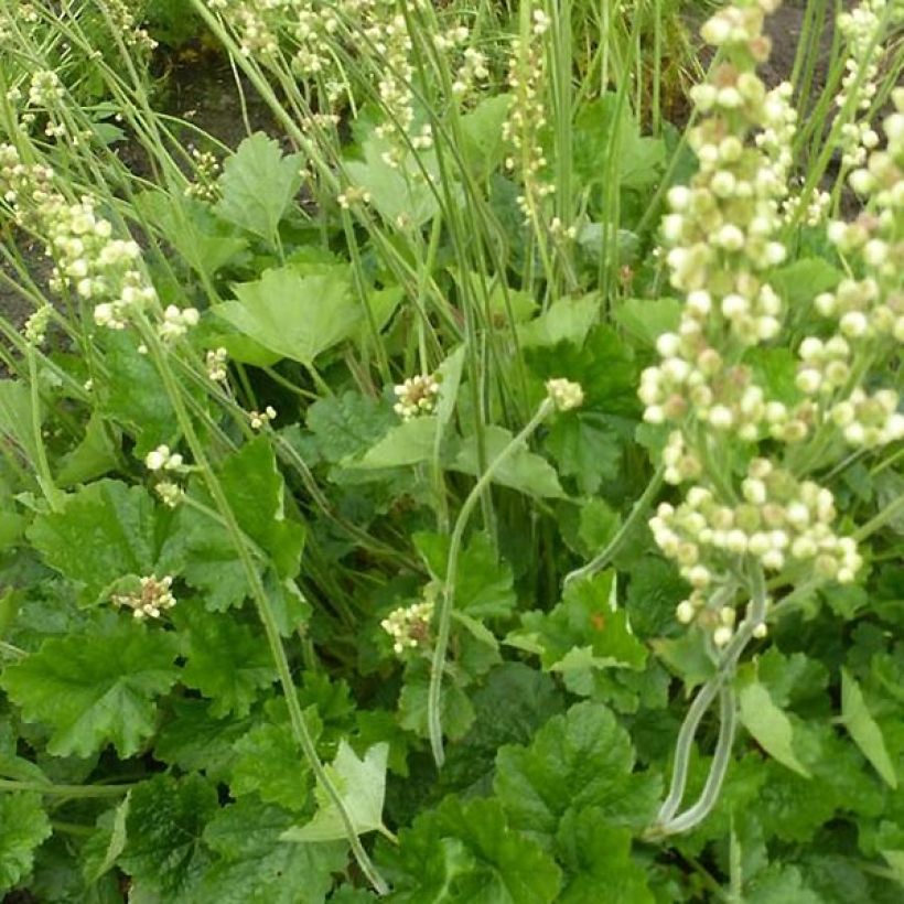 Heuchera Green Ivory (Fogliame)