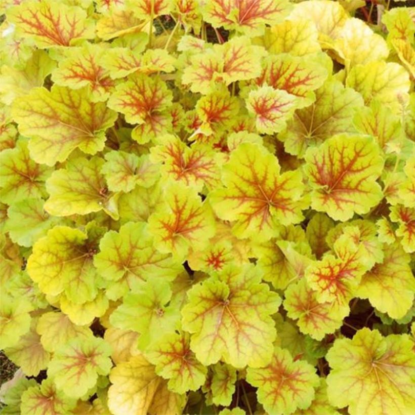 Heuchera Happy Flames (Fogliame)