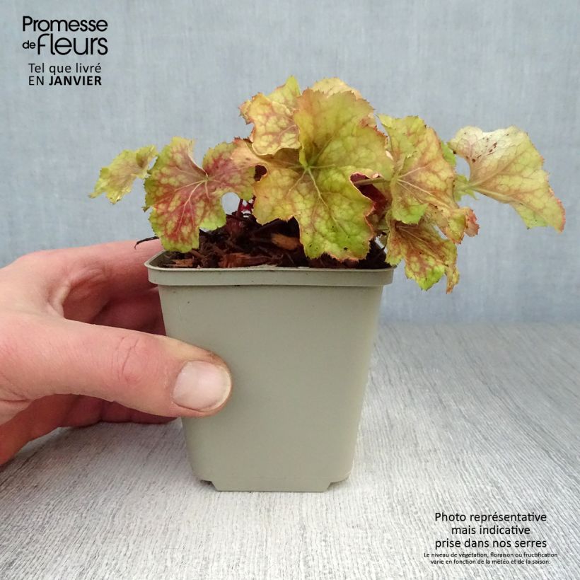 Heuchera Happy Flames - Heuchère Godet de 8/9 cm esemplare consegnato in inverno