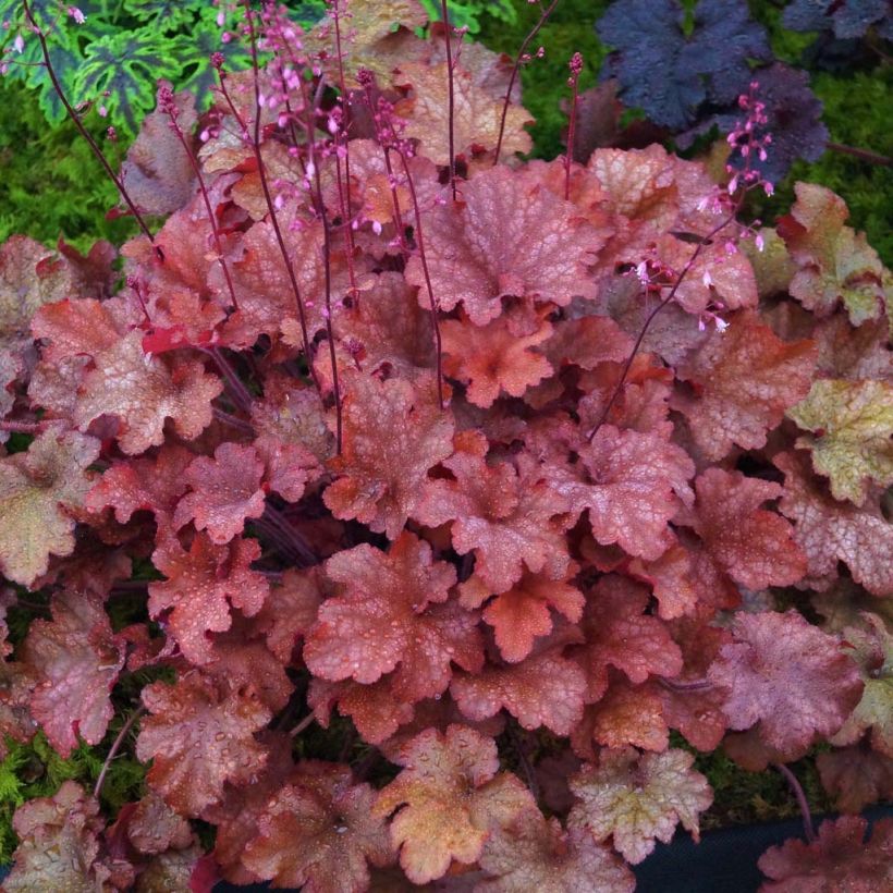 Heuchera Indian Summer Cranberry (Fogliame)