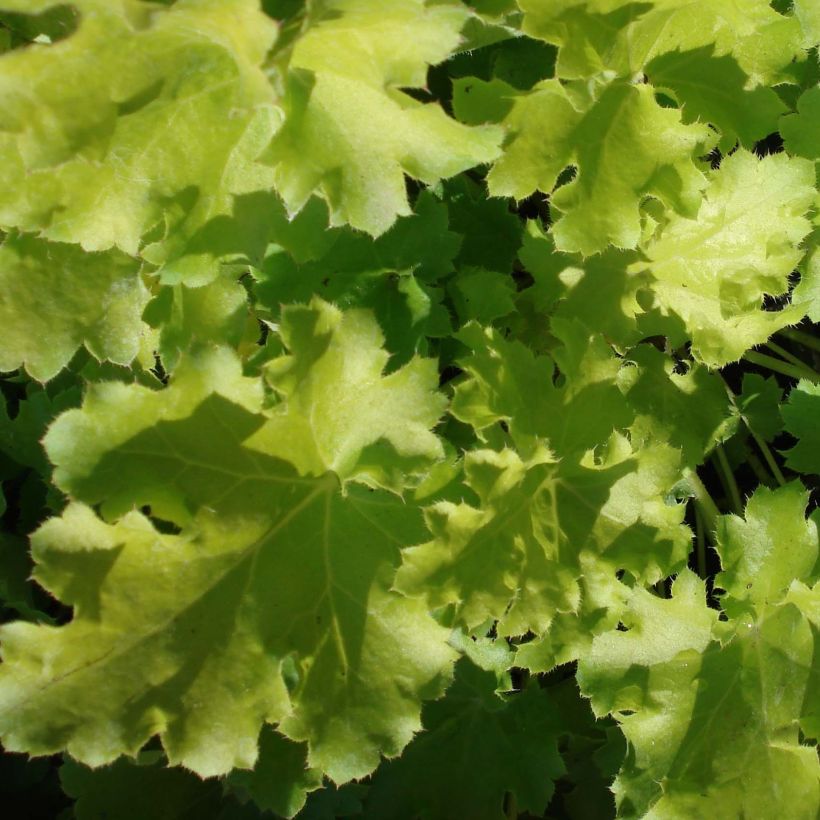 Heuchera Lime Rickey (Fogliame)