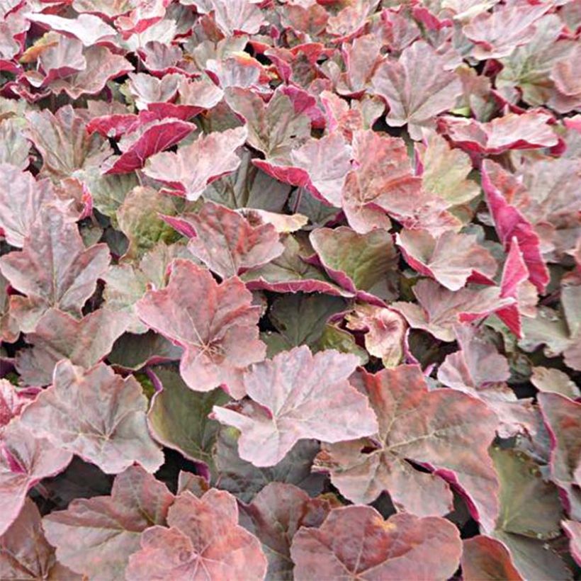 Heuchera villosa Magnum (Fogliame)