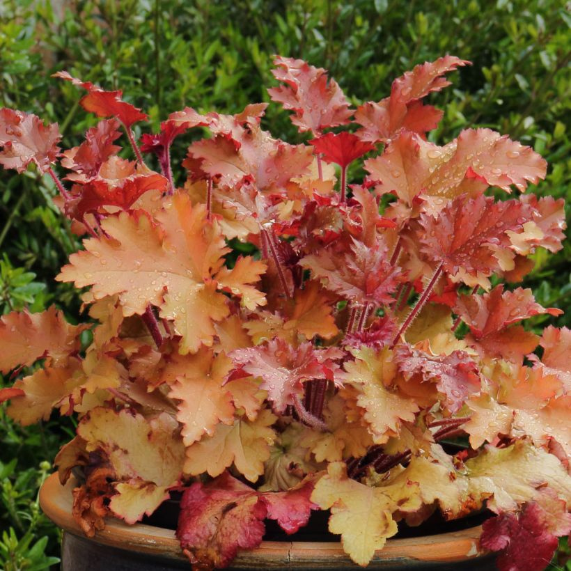 Heuchera Marmelade (Porto)