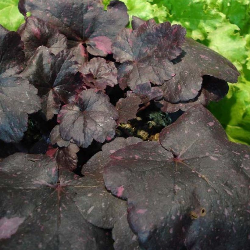 Heuchera Midnight Rose (Fogliame)