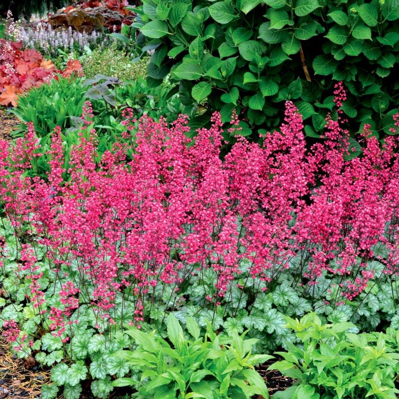 Heuchera Paris (Porto)