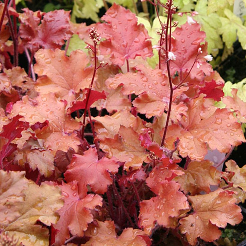 Heuchera Peach Crisp (Fogliame)