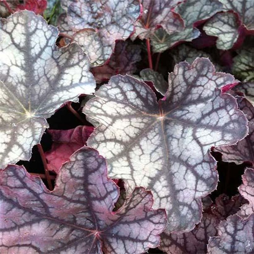 Heuchera Pewter Moon (Fogliame)