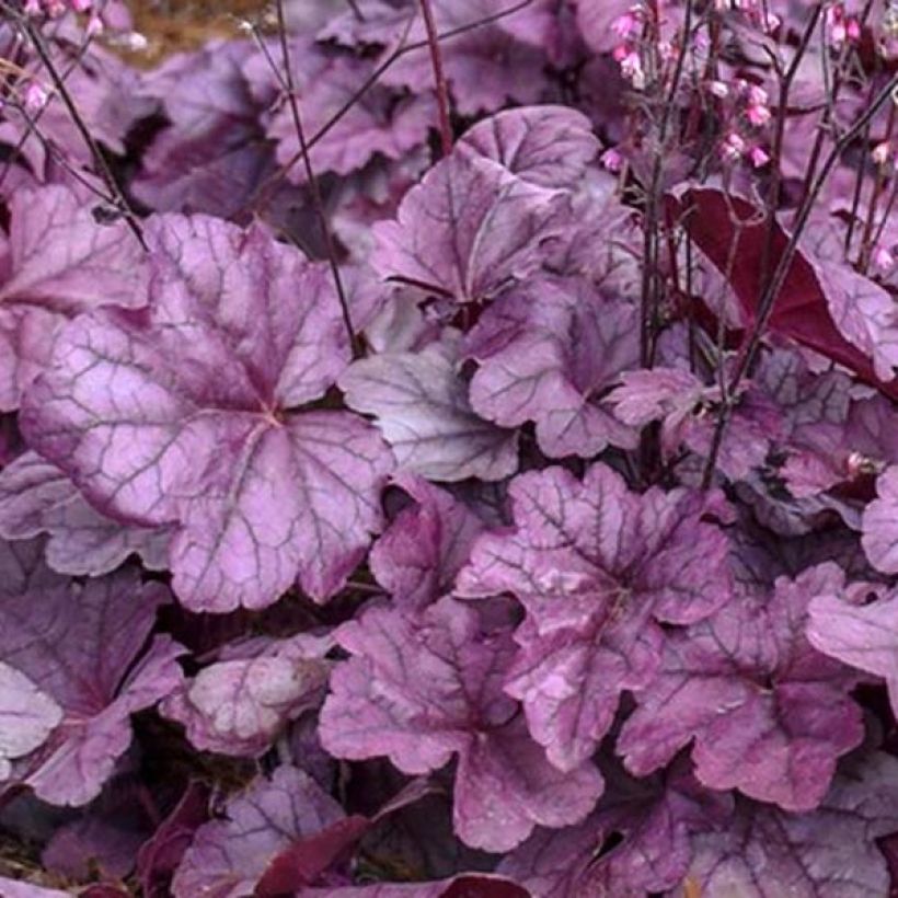 Heuchera Pink Panther (Fogliame)