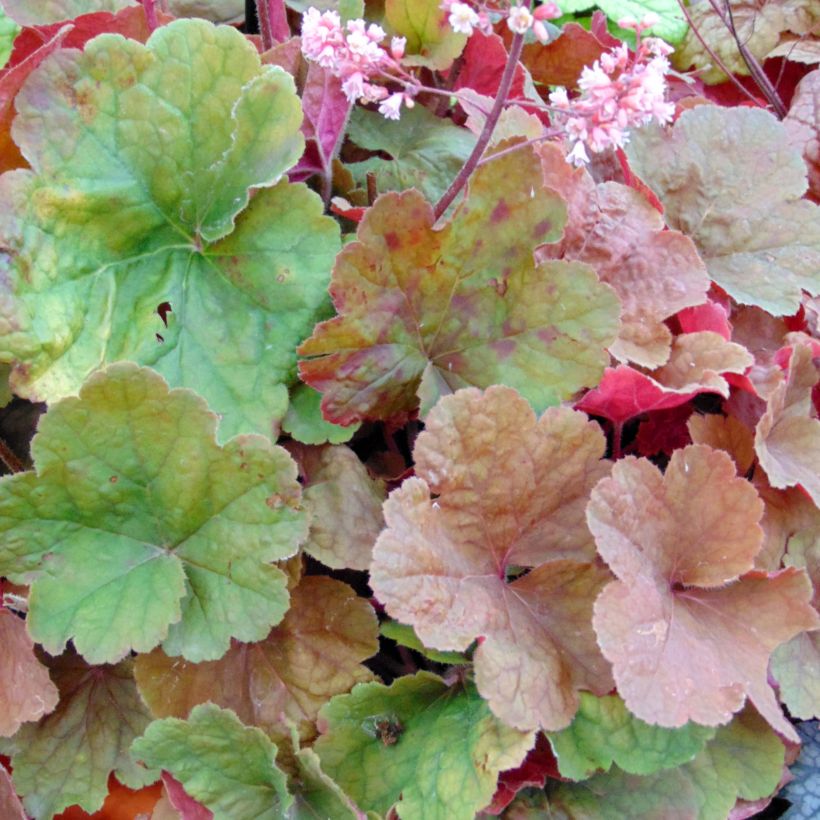 Heuchera Pink Pearls (Fogliame)