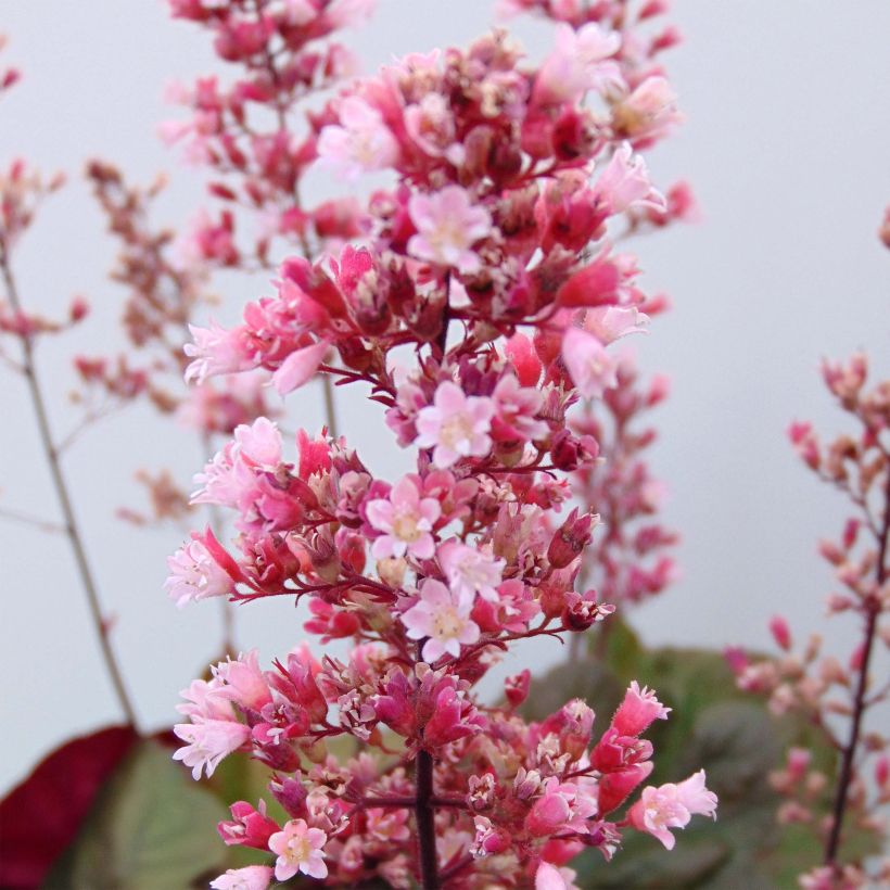 Heuchera Pink Pearls (Fioritura)