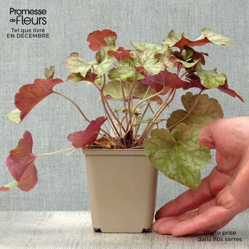 Heuchère - Heuchera Pinot Gris Godet de 9cm esemplare consegnato in inverno