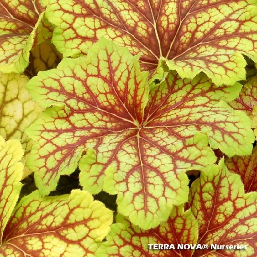 Heuchera Red Lightning (Fogliame)