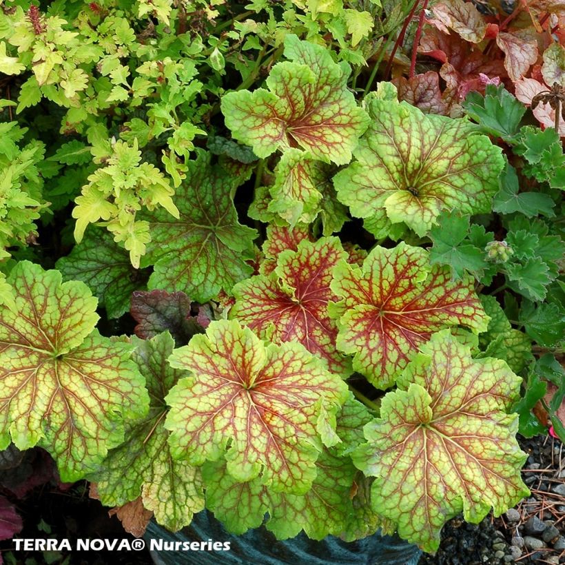 Heuchera Red Lightning (Porto)