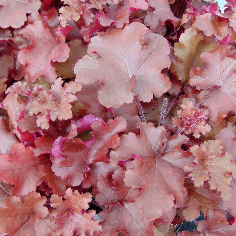 Heuchera Red Sea (Fogliame)