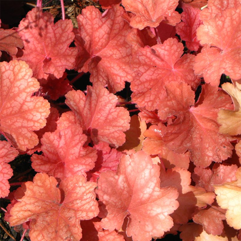 Heuchera Rio (Fogliame)