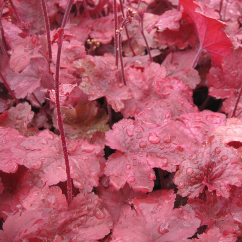 Heuchera Root Beer (Fogliame)