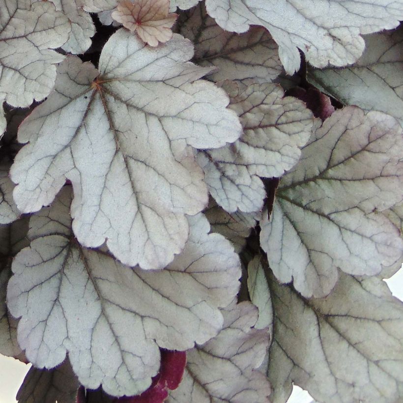 Heuchera Silver Gumdrop (Fogliame)