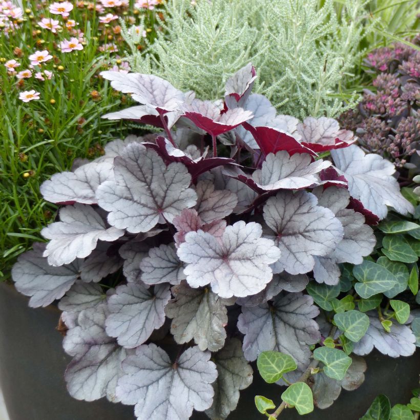 Heuchera Silver Gumdrop (Porto)