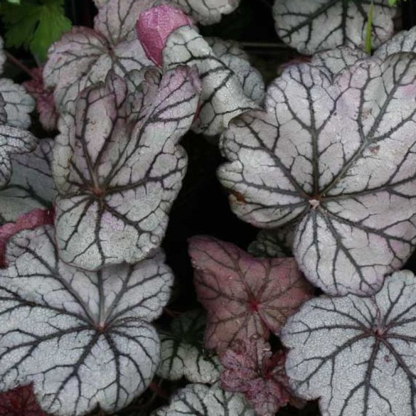 Heuchera Sugar Plum (Fogliame)