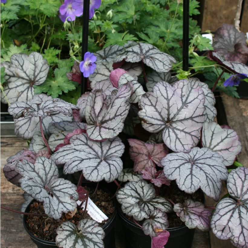 Heuchera Sugar Plum (Porto)